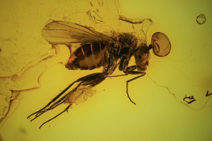 Detailed Fossil Fly (Diptera) In Baltic Amber #90801